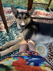 Reunited Male Dog last seen Teekay way, Sacramento, CA 95832