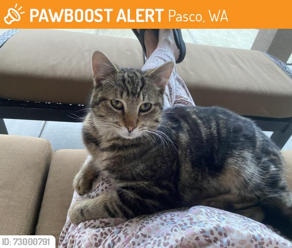Found/Stray Unknown Cat last seen Antiqua Drive, Pasco, WA 99301