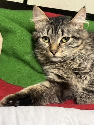 Lost Female Cat last seen Ashburnham and Ashford Point , Houston, TX 77082