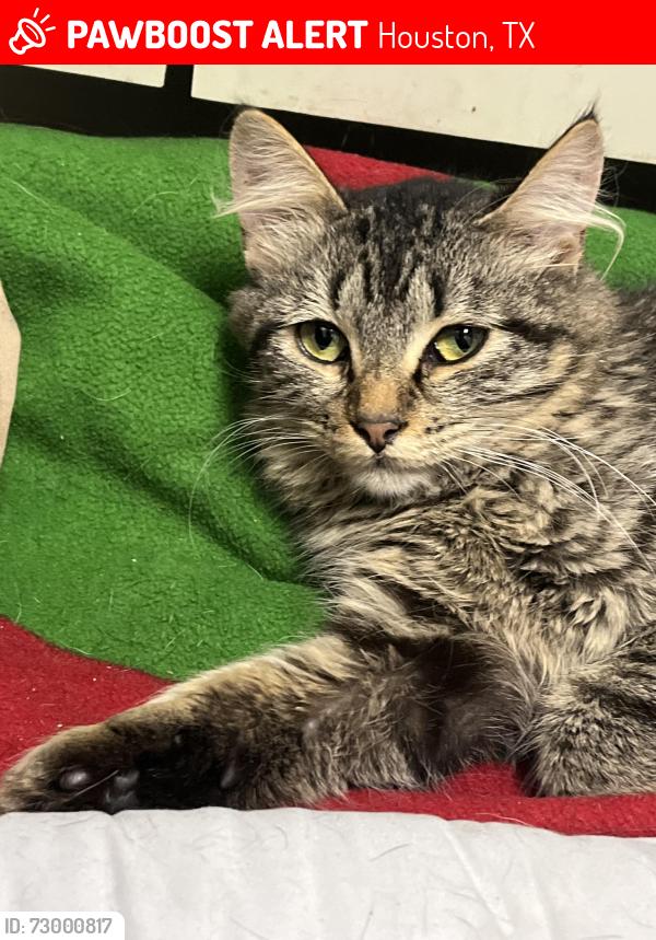 Lost Female Cat last seen Ashburnham and Ashford Point , Houston, TX 77082