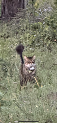 Lost Male Cat last seen Natural Bridges State Beach, Swanton Blvd and West Cliff Drive, Santa Cruz, CA 95060