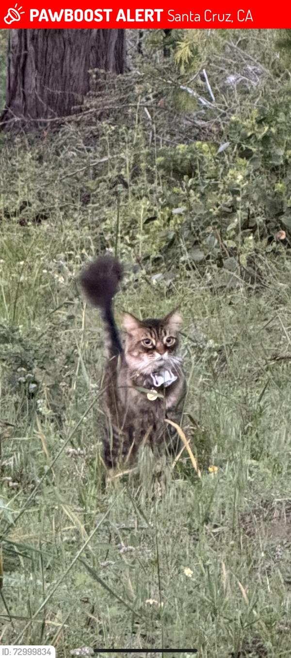 Lost Male Cat last seen Natural Bridges State Beach, Swanton Blvd and West Cliff Drive, Santa Cruz, CA 95060