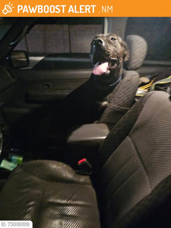 Found/Stray Male Dog last seen Elizabeth and southern, Albuquerque, NM 87112