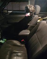 Found/Stray Male Dog last seen Elizabeth and southern, Albuquerque, NM 87112