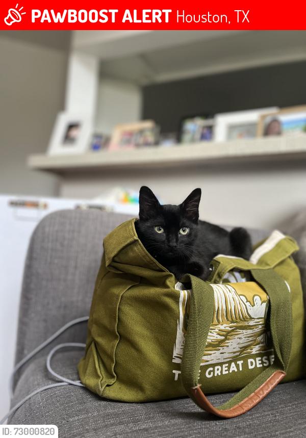 Lost Female Cat last seen By La Cordoba apmts , Houston, TX 77082