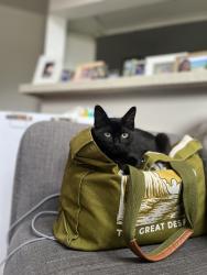 Lost Female Cat last seen By La Cordoba apmts , Houston, TX 77082
