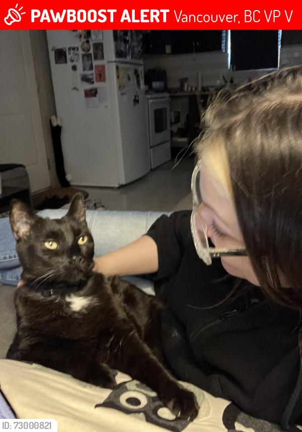 Lost Male Cat last seen Knight at 43rd , Vancouver, BC V5P 2V4