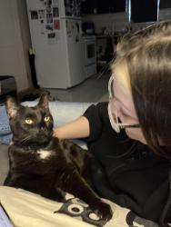 Lost Male Cat last seen Knight at 43rd , Vancouver, BC V5P 2V4