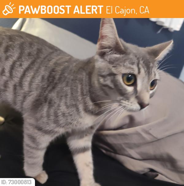 Found/Stray Female Cat last seen Cherrywood Way, El Cajon, CA 92021