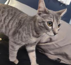 Found/Stray Female Cat last seen Cherrywood Way, El Cajon, CA 92021