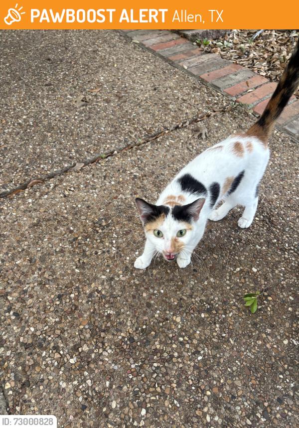 Found/Stray Female Cat last seen By Ereckson Middle School, Allen, TX 75013