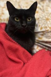 Lost Female Cat last seen By La Cordoba apmt 77082, Houston, TX 77082