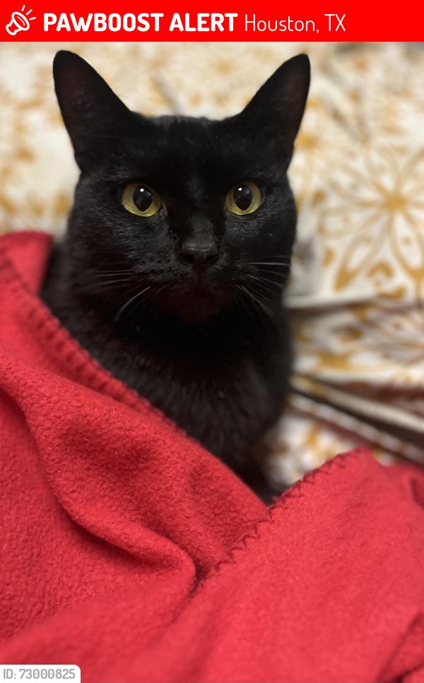 Lost Female Cat last seen By La Cordoba apmt 77082, Houston, TX 77082