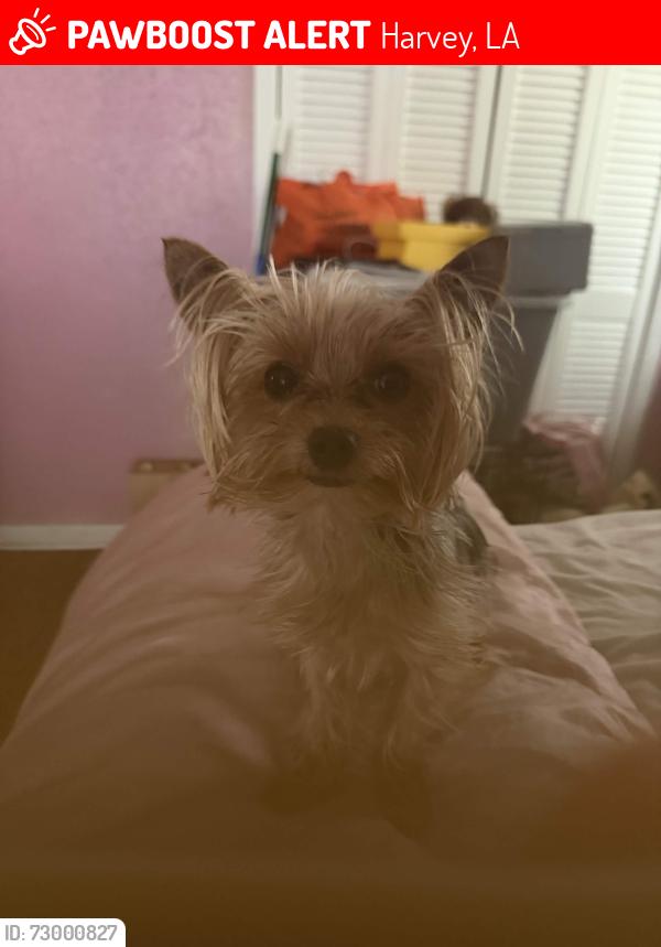 Lost Male Dog last seen Litchwood Ln Patricia Ln, Harvey, LA 70058