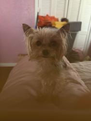 Lost Male Dog last seen Litchwood Ln Patricia Ln, Harvey, LA 70058