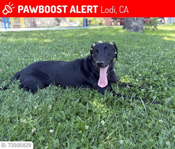 Lost Male Dog last seen Stockton st , Lodi, CA 95240