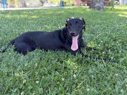 Lost Male Dog last seen Stockton st , Lodi, CA 95240