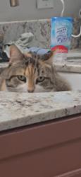 Lost Female Cat last seen Ford atreet, Redlands, CA 92373