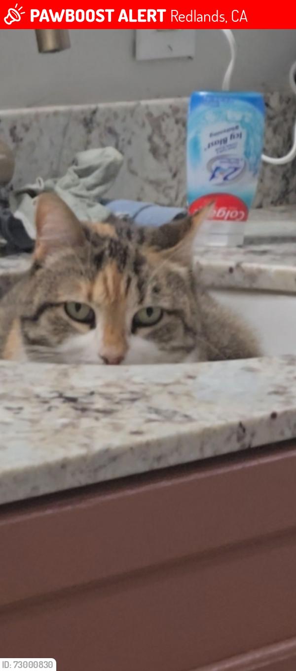 Lost Female Cat last seen Ford atreet, Redlands, CA 92373