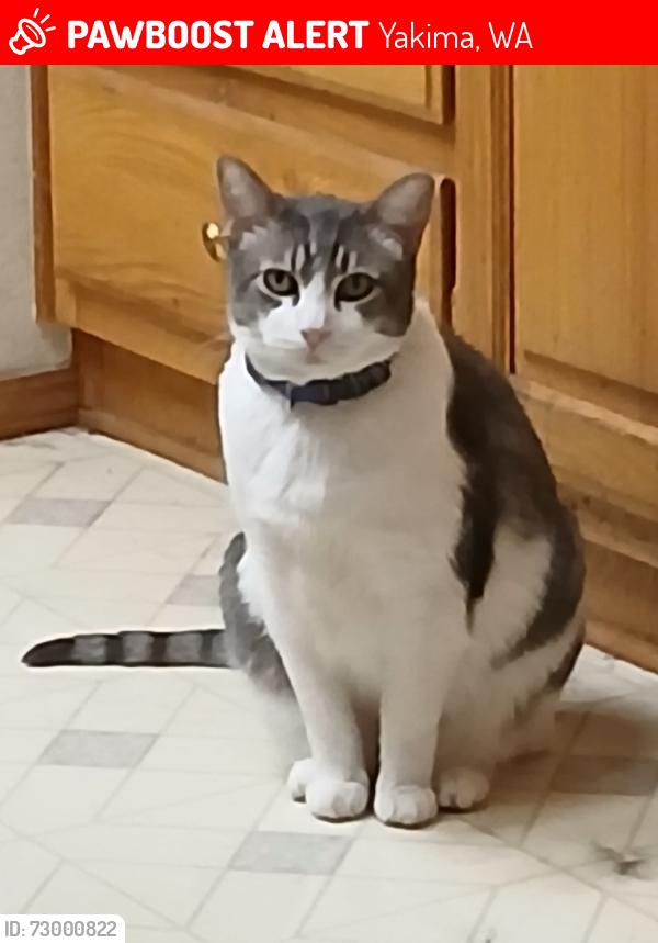 Lost Female Cat last seen Firing center rd. 76 station, Yakima, WA 98901