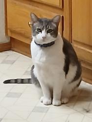Lost Female Cat last seen Firing center rd. 76 station, Yakima, WA 98901
