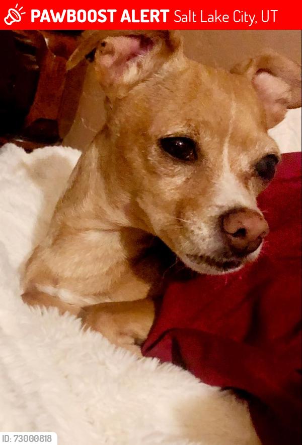 Lost Female Dog last seen Near East 400 South in Salt Lake City near the library and police station in that area., Salt Lake City, UT 84101