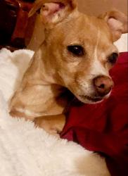 Lost Female Dog last seen Near East 400 South in Salt Lake City near the library and police station in that area., Salt Lake City, UT 84101