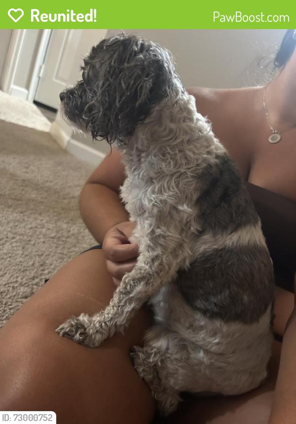 Reunited Female Dog last seen Near S Lincoln St, Englewood, CO 80113, USA, Englewood, CO 80113