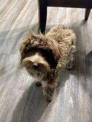 Reunited Female Dog last seen Alsatian Way, Schertz, TX 78154