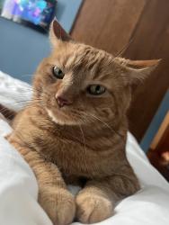 Lost Male Cat last seen 142nd Street W & Galaxie, Apple Valley, MN 55124