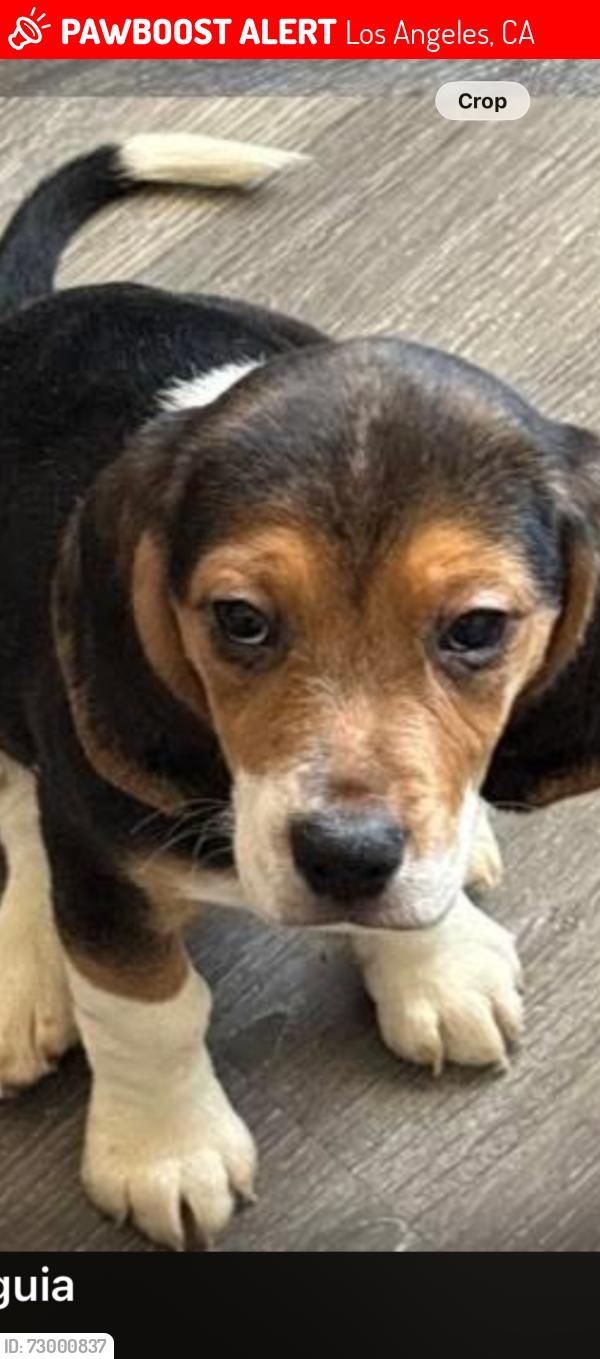 Lost Male Dog last seen Near Graham ave, Los Angeles, CA 90002