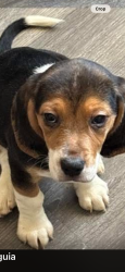 Lost Male Dog last seen Near Graham ave, Los Angeles, CA 90002