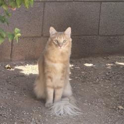 Reunited Male Cat last seen Pampa avenue, arizona skyline neighborhood, Mesa, AZ 85212