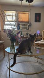 Reunited Male Cat last seen Granger Ave, Sacramento, CA 95838, USA, Sacramento, CA 95838