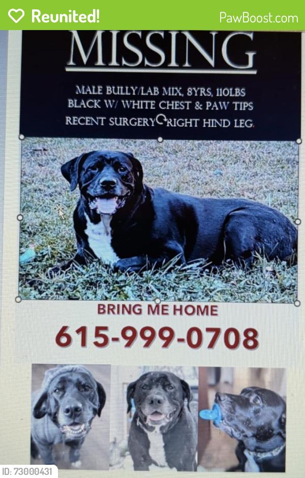 Reunited Male Dog last seen Tom Austin , Springfield, TN 37172