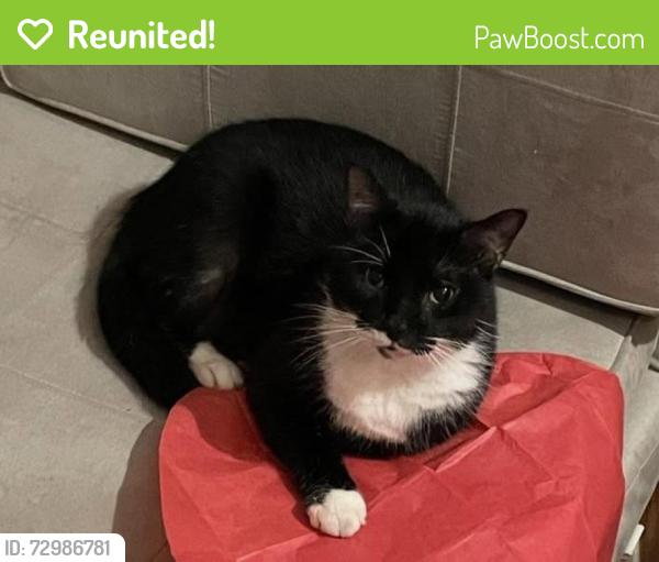 Reunited Male Cat last seen Near chamfort Drive Lexington SC 29072, Lexington, SC 29072