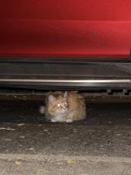 Found/Stray Unknown Cat last seen Viewpark and Culver, Irvine, CA 92602