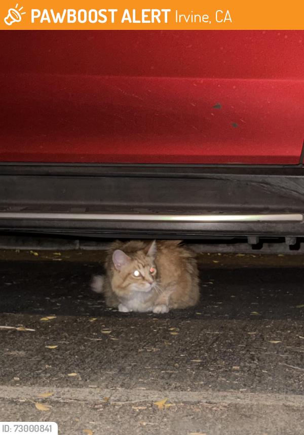 Found/Stray Unknown Cat last seen Viewpark and Culver, Irvine, CA 92602