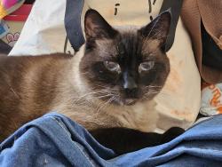 Found/Stray Male Cat last seen Jacqueline Court, Daly City, CA 94014
