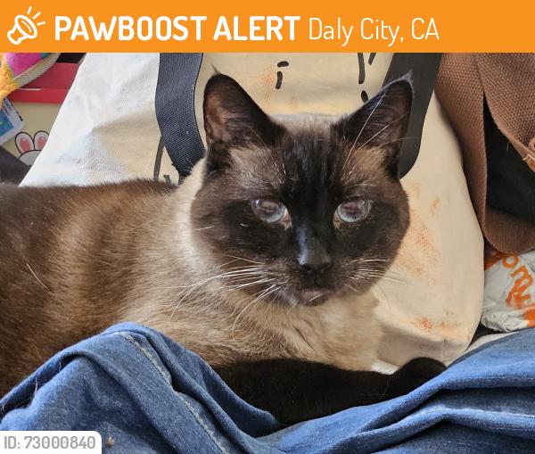 Found/Stray Male Cat last seen Jacqueline Court, Daly City, CA 94014