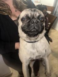 Found/Stray Male Dog last seen Century Blvd and Clovis ave, Los Angeles, CA 90002