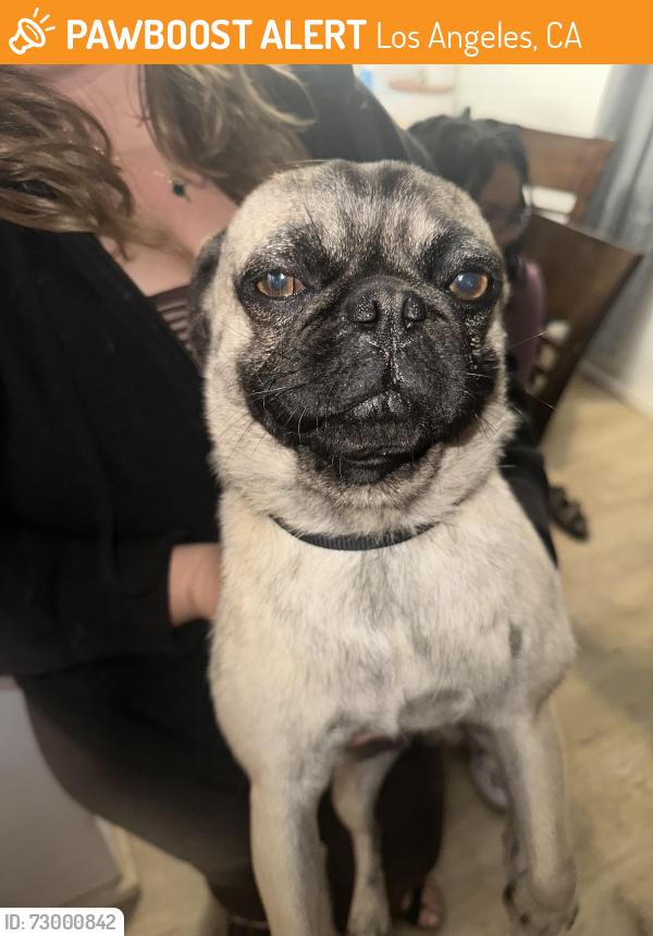 Found/Stray Male Dog last seen Century Blvd and Clovis ave, Los Angeles, CA 90002