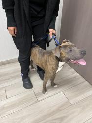 Found/Stray Male Dog last seen Lorretta street, Tonawanda Town, NY 14150
