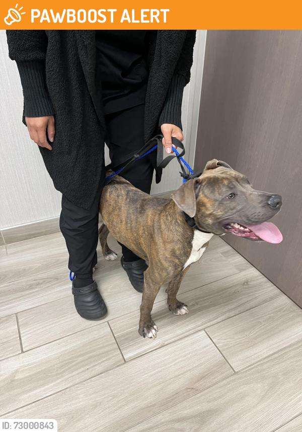 Found/Stray Male Dog last seen Lorretta street, Tonawanda Town, NY 14150