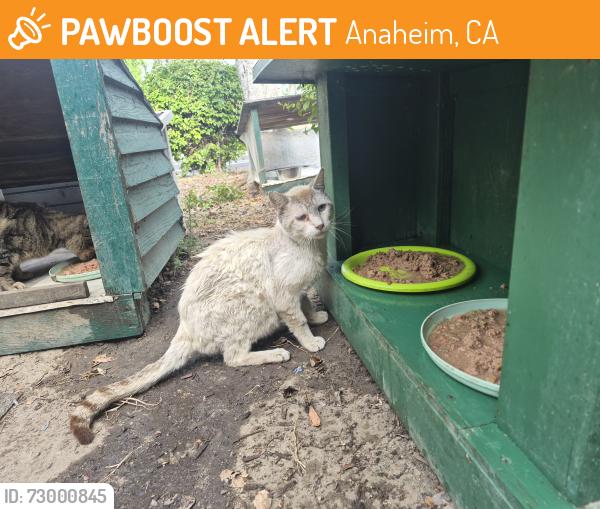 Found/Stray Unknown Cat last seen Euclid and Romneya , Anaheim, CA 92801