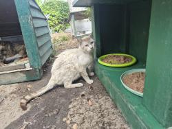 Found/Stray Unknown Cat last seen Euclid and Romneya , Anaheim, CA 92801