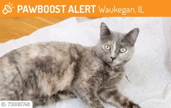 Found/Stray Female Cat last seen Green Bay Rd & Belvidere Rd, Waukegan, Waukegan, IL 60085
