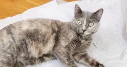Found/Stray Female Cat last seen Green Bay Rd & Belvidere Rd, Waukegan, Waukegan, IL 60085