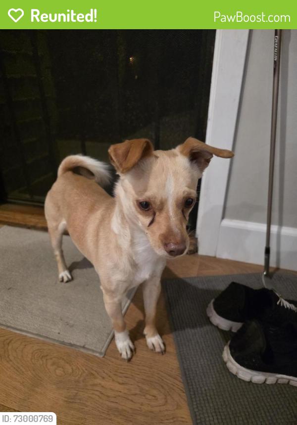 Reunited Male Dog last seen Rolanda; malcom & cartegena, San Diego, CA 92115