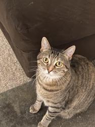 Lost Female Cat last seen Tustin Ave. and Santa Clara Ave. , Santa Ana, CA 92705